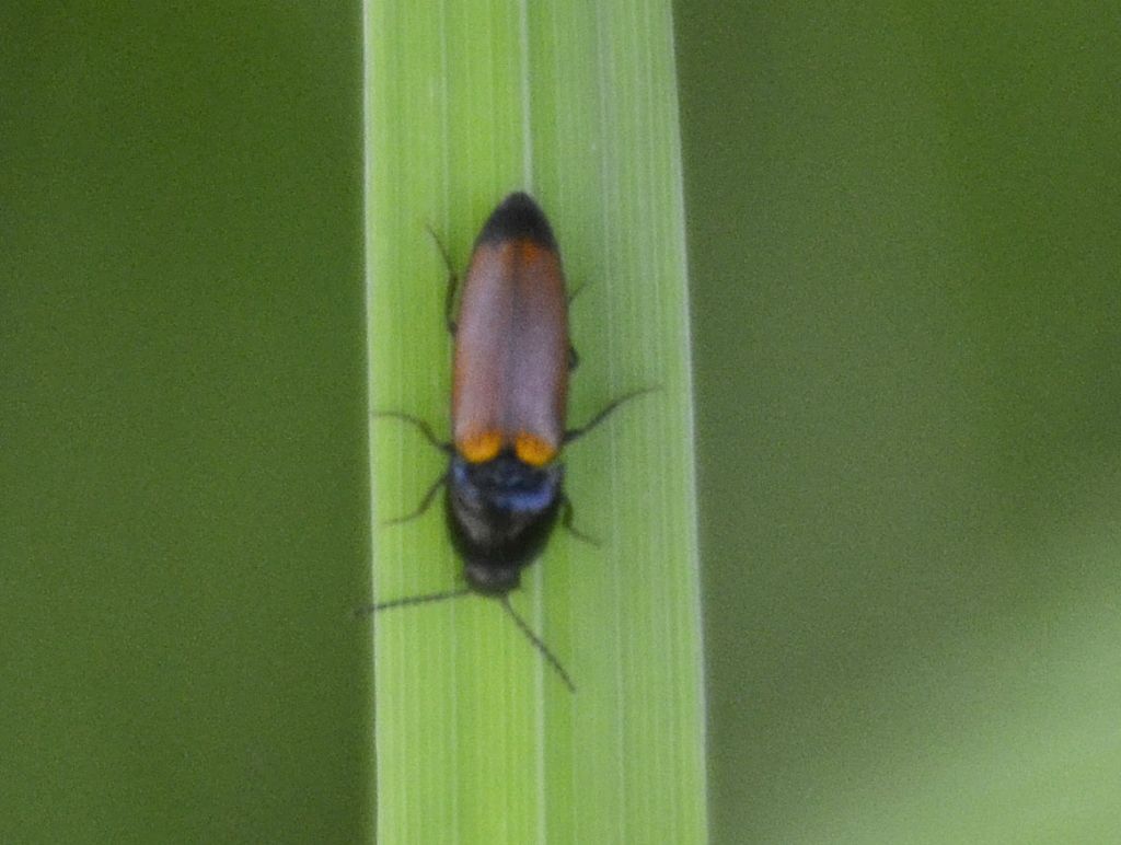 Elateridae:   Ampedus?  S,  Ampedus glycereus